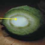 胚乳(單子葉植物) endosperm