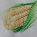 玉米 corn