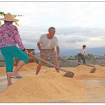 曬榖 Rice drying in the sun