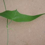 三角葉西番蓮之葉 leaf of Grandular Petioluled Passiflora