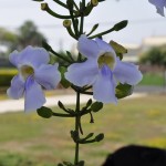 大鄧柏花 Large-flowered Thunbergia