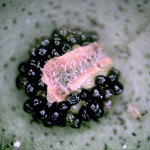 密毛小毛蕨(孢子囊與孢子囊群)