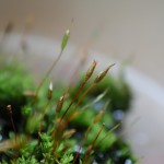 蘚類(也有人稱為苔類) Moss