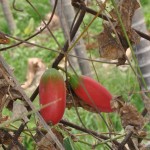 紅瓜 Ivy Gourd