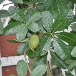 馬拉巴栗 Malabar-chestnut、Pachira Nut