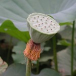 荷花(蓮花) East indian lotus