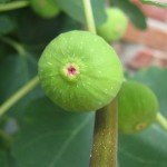 無花果 Fig，Common Fig