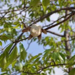 木棉 Cotton Tree