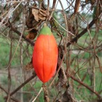 紅瓜 Ivy Gourd