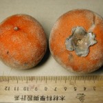 毛柿 Taiwan Ebony，Taiwan Persimmon