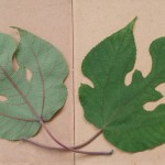 構樹 Kou-shui,paper mulberry