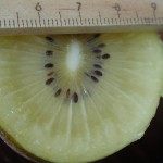 奇異果 Kiwi fruit,Yang Tao,Chinese Gooseberry,Kiwi Berry