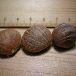 馬拿巴栗 Malabar-chestnut , Pachira nut