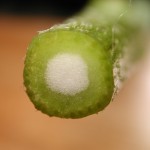 雙子葉植物之莖 Dicotyledonous herbaceous stem