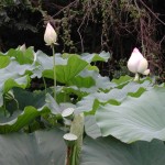 荷花(蓮花)–花瓣白色 East indian lotus