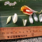月桃 Variegated shell flower