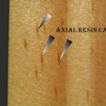 縱向樹脂 Axial resin canal(vertical resin duct)