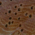 苦扁桃葉石櫟 Amygdalate-leaved tanoak